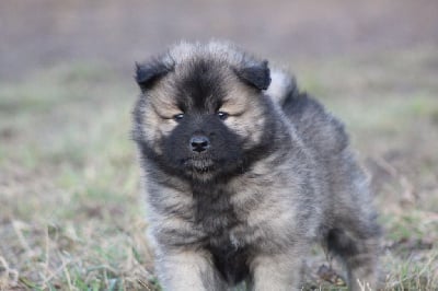 Les chiots de Eurasier