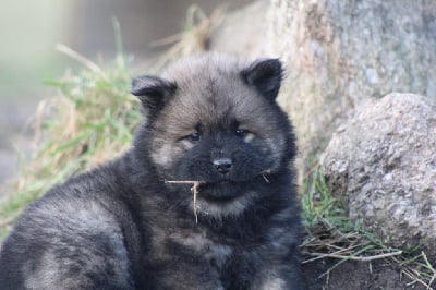 Les chiots de Eurasier