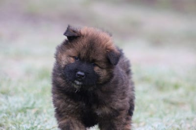 Les chiots de Eurasier