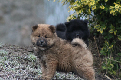 Les chiots de Eurasier