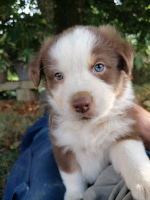 Les chiots de Berger Australien