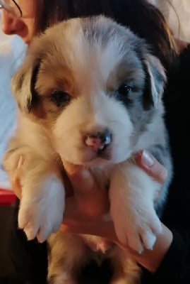 Les chiots de Berger Australien