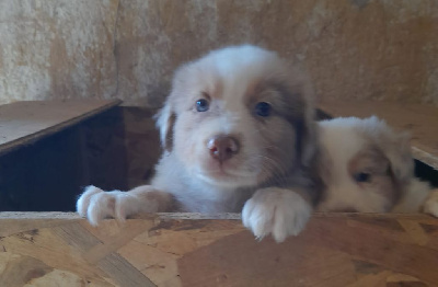 Les chiots de Berger Australien