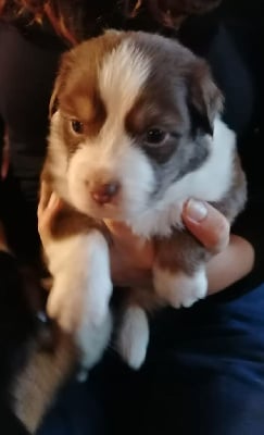 Les chiots de Berger Australien