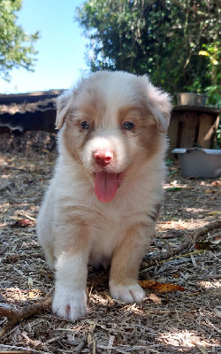 Les chiots de Berger Australien