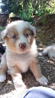 Les chiots de Berger Australien