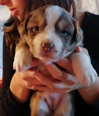 Les chiots de Berger Australien