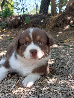 Les chiots de Berger Australien