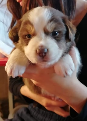 Les chiots de Berger Australien