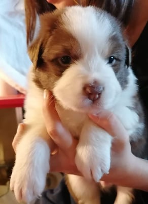 Les chiots de Berger Australien