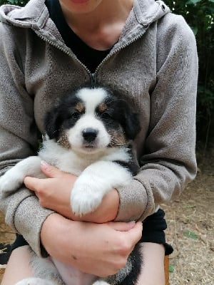 Les chiots de Berger Australien