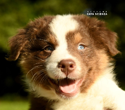 Les chiots de Berger Australien