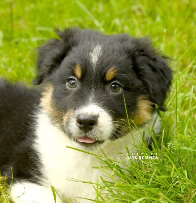 Les chiots de Berger Australien