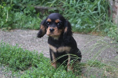 Valtor - Cavalier King Charles Spaniel