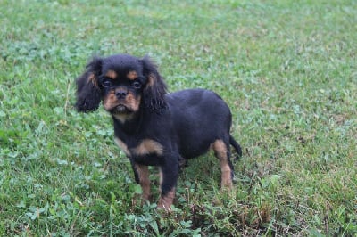 Les chiots de Cavalier King Charles Spaniel