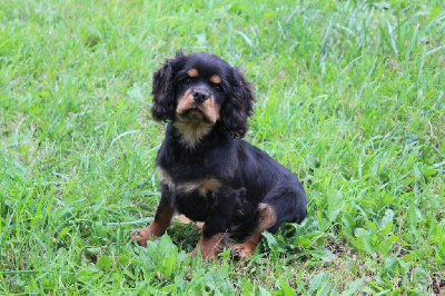 Les chiots de Cavalier King Charles Spaniel