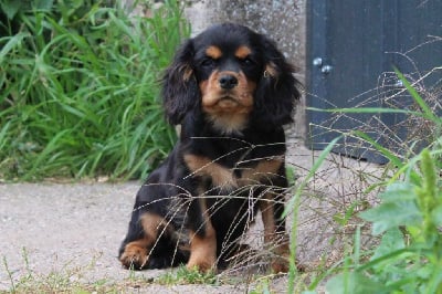 Les chiots de Cavalier King Charles Spaniel