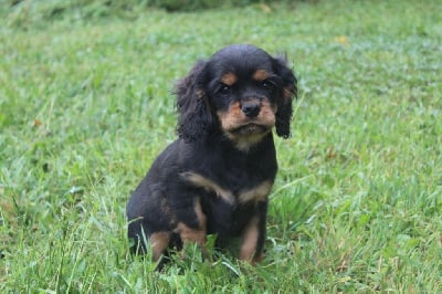 Les chiots de Cavalier King Charles Spaniel