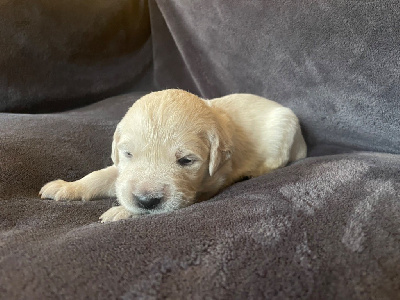 Les chiots de Golden Retriever