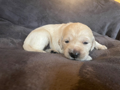 Les chiots de Golden Retriever