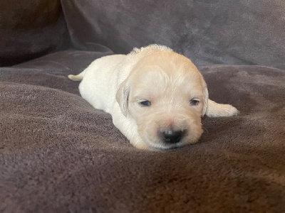 Les chiots de Golden Retriever