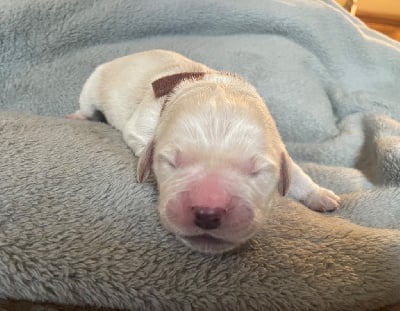 CHIOT Collier Marron - Golden Retriever