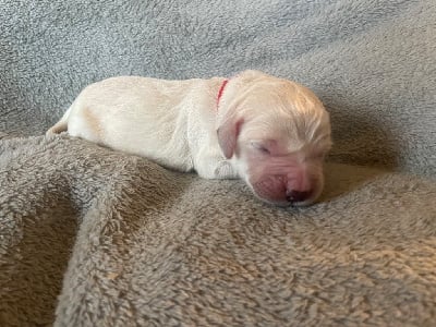 CHIOT Collier rouge - Golden Retriever