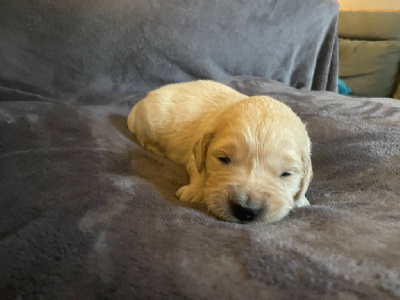 Les chiots de Golden Retriever