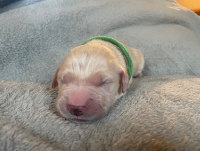 CHIOT Collier vert - Golden Retriever