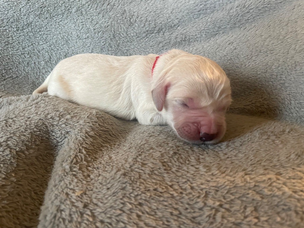 CHIOT Collier rouge - Golden Retriever