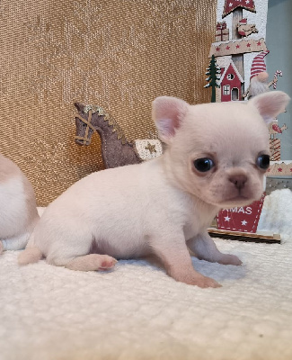 Les chiots de Chihuahua