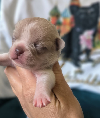 CHIOT 2 - Chihuahua