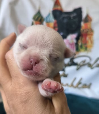 CHIOT 3 - Chihuahua