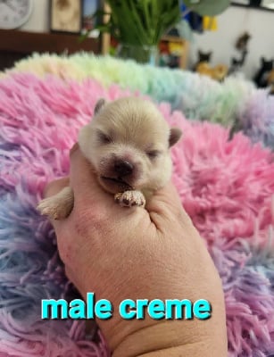 CHIOT crème - Spitz allemand