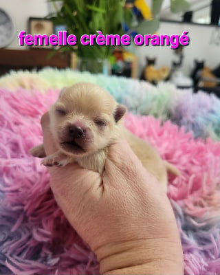 CHIOT crème orangé - Spitz allemand