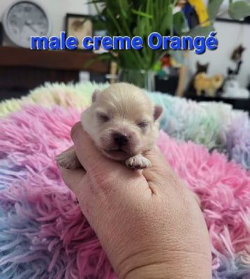 CHIOT crème orangé - Spitz allemand