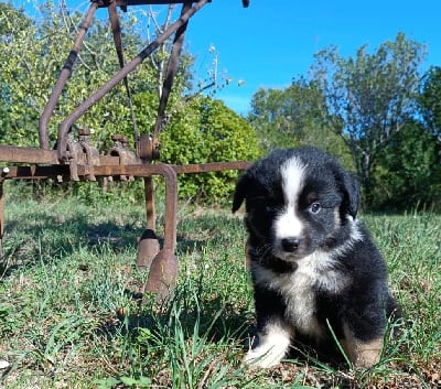 Les chiots de Berger Américain Miniature 