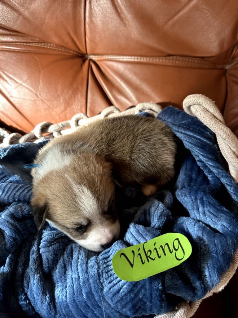 Viking - Welsh Corgi Pembroke