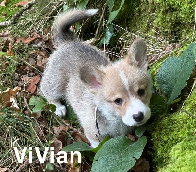 Les chiots de Welsh Corgi Pembroke