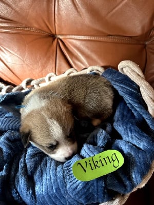 Les chiots de Welsh Corgi Pembroke