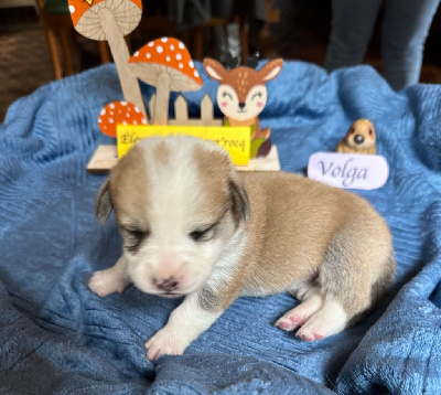 Les chiots de Welsh Corgi Pembroke