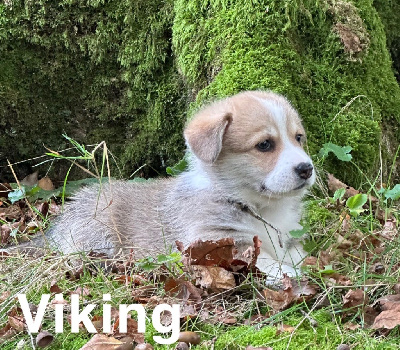 Les chiots de Welsh Corgi Pembroke