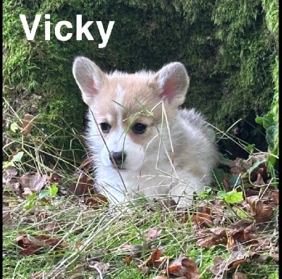 Les chiots de Welsh Corgi Pembroke