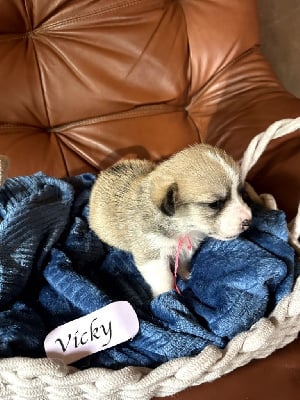 Les chiots de Welsh Corgi Pembroke