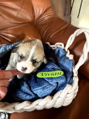 Les chiots de Welsh Corgi Pembroke