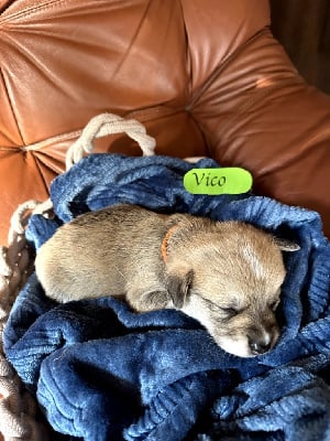 Les chiots de Welsh Corgi Pembroke