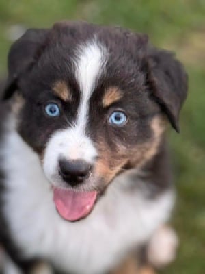 Les chiots de Berger Australien