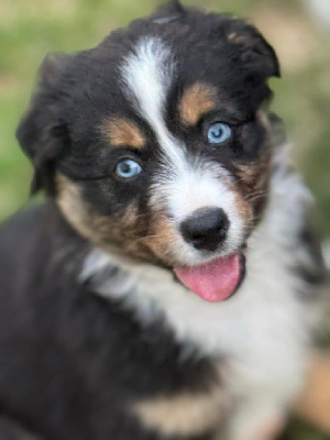 Les chiots de Berger Australien