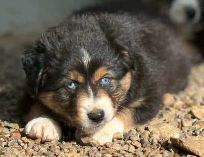 Les chiots de Berger Australien