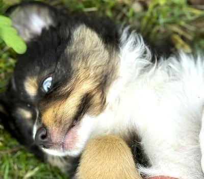 Les chiots de Berger Australien